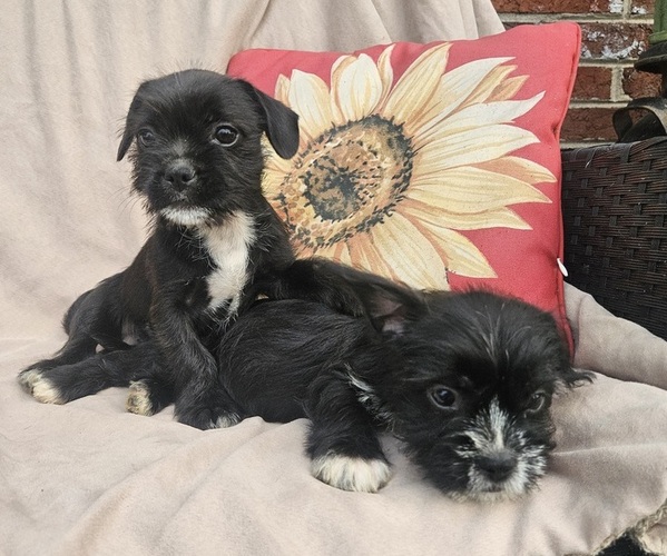 Medium Photo #1 French Bulldog-Shih Tzu Mix Puppy For Sale in WALSH, IL, USA