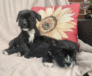 French Bulldog-Shih Tzu Mix Puppy for sale in WALSH, IL, USA