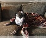 Small Photo #4 Bullboxer Pit Puppy For Sale in Rockdale, TX, USA