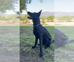 Small #1 German Shepherd Dog