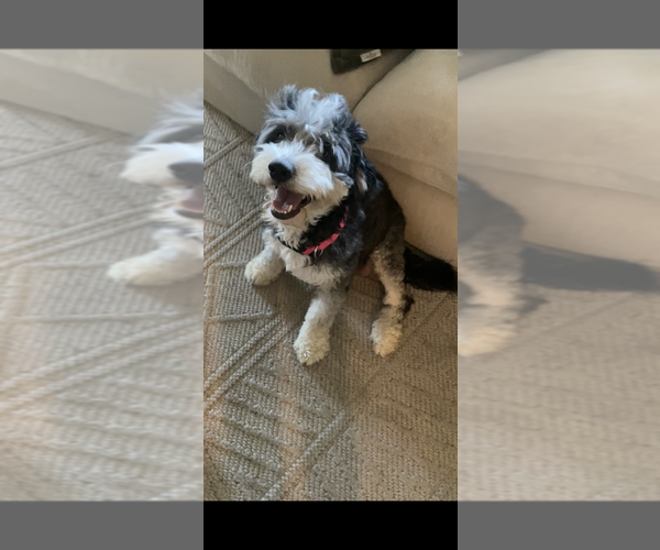Medium Photo #1 Bernedoodle (Miniature) Puppy For Sale in SACRAMENTO, CA, USA