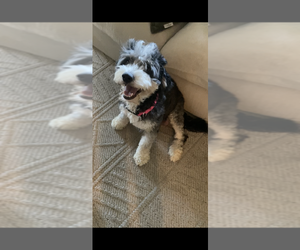 Mother of the Bernedoodle (Miniature) puppies born on 06/26/2025