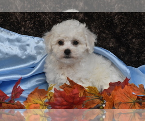 Bichpoo Puppy for sale in ELDORADO, OH, USA