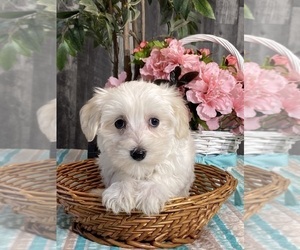 Cotonese Puppy for sale in CANOGA, NY, USA