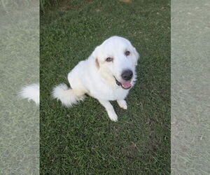 Great Pyrenees-Unknown Mix Dogs for adoption in Houston, TX, USA