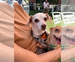 Small #1 Chihuahua