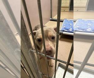 French Bulldog-Unknown Mix Dogs for adoption in Martinez, CA, USA