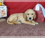 Small #1 Golden Retriever