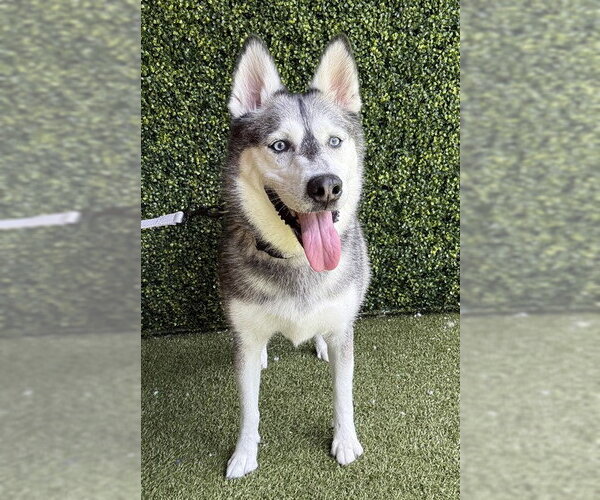Medium Photo #1 Siberian Husky Puppy For Sale in Naples, FL, USA