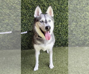 Siberian Husky Dogs for adoption in Naples, FL, USA