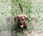 Puppy Puppy 1 Dachshund