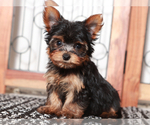 Image preview for Ad Listing. Nickname: Ziggy