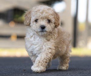 Bichpoo-Maltipoo Mix Puppy for sale in LEESBURG, VA, USA