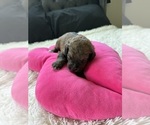 Small #142 Bernedoodle
