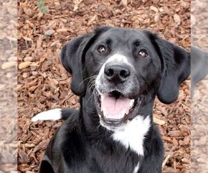 Franco - Male Plott Hound-Unknown Mix Dog for Adoption - Photo #2