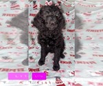Small Photo #8 Goldendoodle Puppy For Sale in ARTESIA, CA, USA