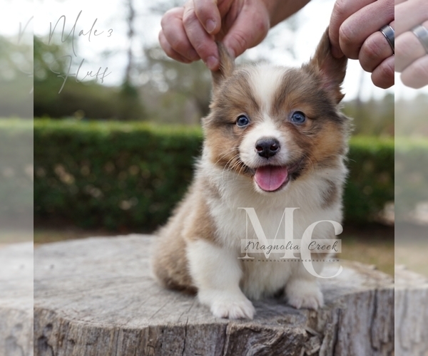 Medium Photo #5 Pembroke Welsh Corgi Puppy For Sale in FLORALA, AL, USA