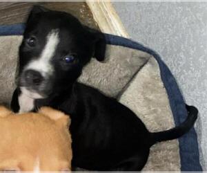 American Staffordshire Terrier-Unknown Mix Dogs for adoption in San Antonio, TX, USA