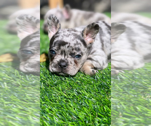 French Bulldog Puppy for sale in LOS ANGELES, CA, USA
