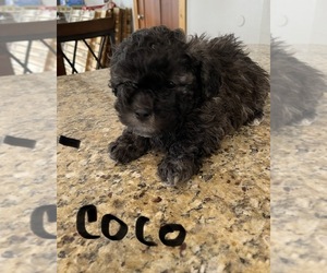 Maltese Puppy for sale in GREENFIELD, IN, USA