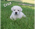 Puppy Cruz Labrador Retriever