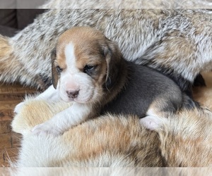 Beagle Puppy for sale in FORDLAND, MO, USA