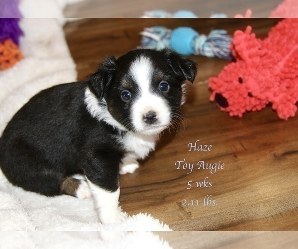 Medium Photo #21 Aussie-Corgi Puppy For Sale in LIND, WA, USA