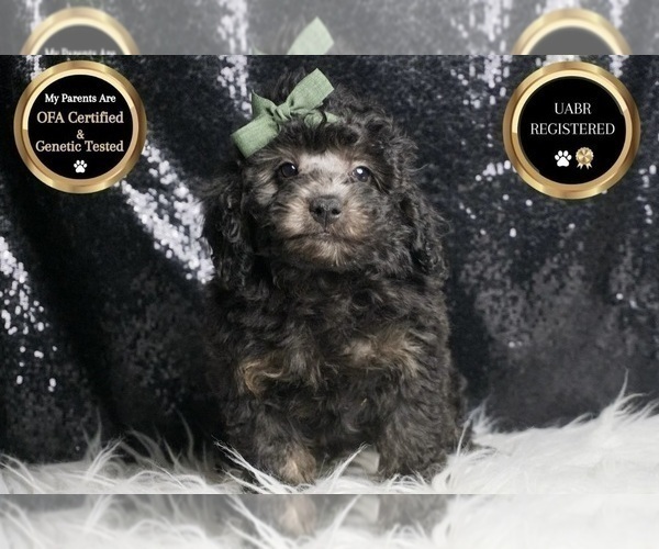 Medium Photo #6 Poodle (Toy) Puppy For Sale in WARSAW, IN, USA