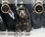 Small #5 Poodle (Toy)