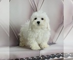 Puppy 1 Maltese-Poodle (Toy) Mix