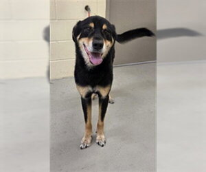 Rottweiler Dogs for adoption in Sanford, FL, USA