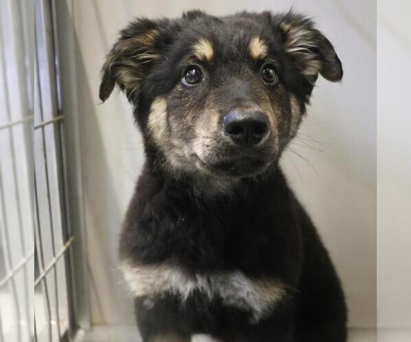 Medium Photo #2 German Shepherd Dog-Unknown Mix Puppy For Sale in San Antonio, TX, USA