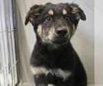 Small Photo #2 German Shepherd Dog-Unknown Mix Puppy For Sale in San Antonio, TX, USA