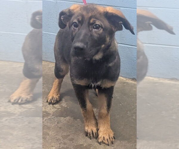 Medium Photo #2 Mutt Puppy For Sale in Evansville, IN, USA