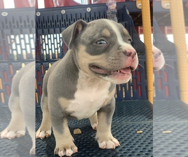 Medium Photo #2 American Bully Puppy For Sale in BURLESON, TX, USA