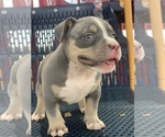 Small Photo #2 American Bully Puppy For Sale in BURLESON, TX, USA
