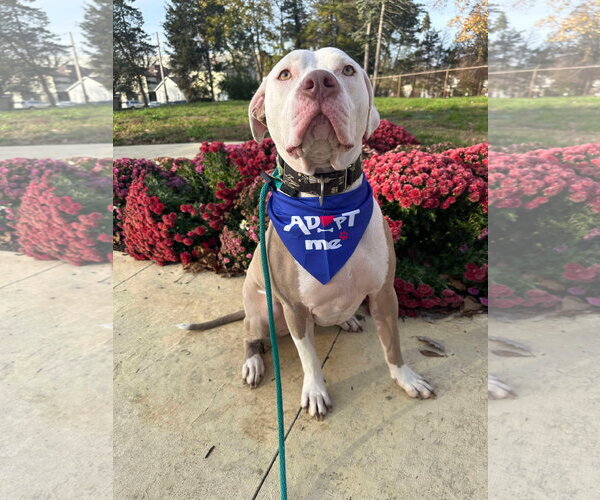 Medium Photo #14 American Pit Bull Terrier-Unknown Mix Puppy For Sale in Germantown, OH, USA