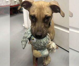 Chamois - Male Mutt Dog for Adoption - Photo #3