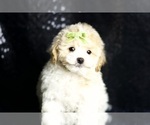 Small Photo #28 Maltipoo Puppy For Sale in WARSAW, IN, USA