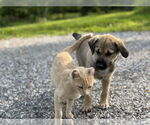 Small #1 Mutt
