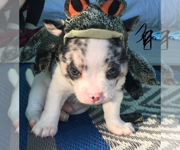 Medium Photo #4 French Bullhuahua Puppy For Sale in YPSILANTI, MI, USA
