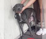 Small American Staffordshire Terrier Mix
