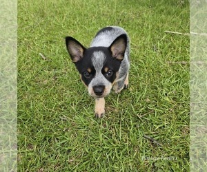 Medium Australian Cattle Dog