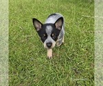 Puppy Calamity Australian Cattle Dog