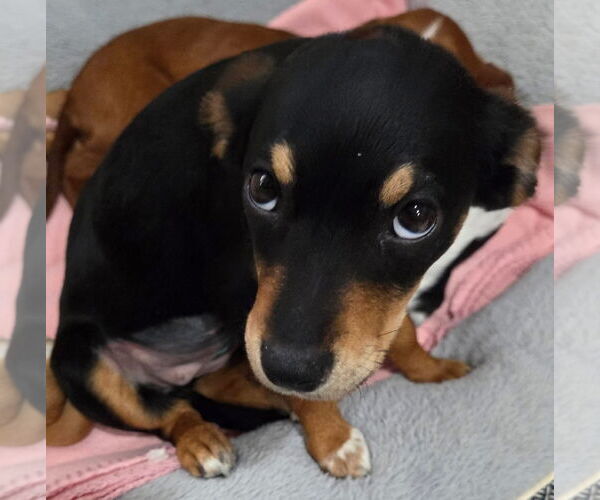 Medium Photo #3 Chihuahua-Unknown Mix Puppy For Sale in Wakefield, RI, USA