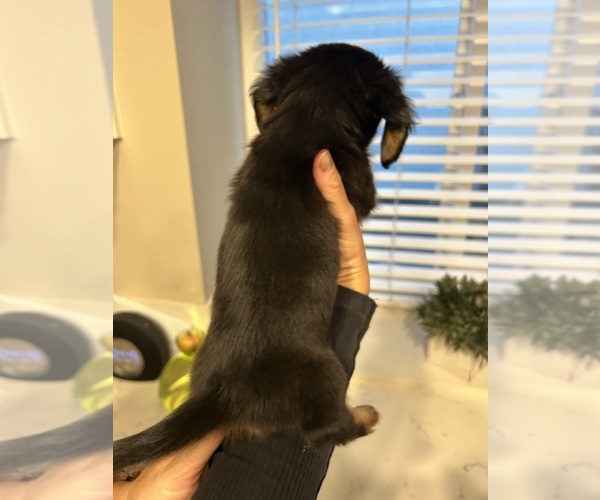 Medium Photo #10 Dachshund Puppy For Sale in SAN DIEGO, CA, USA