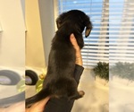 Small #9 Dachshund