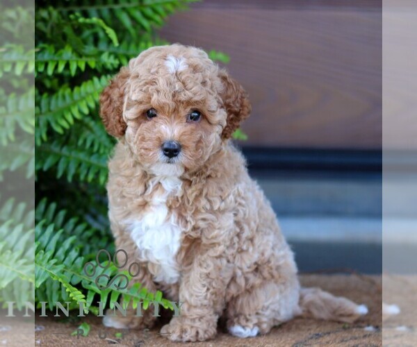 Medium Photo #3 Cavapoo Puppy For Sale in MORGANTOWN, PA, USA