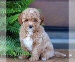 Small #2 Cavapoo