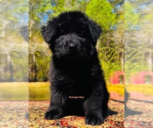 German Shepherd Dog Puppy for sale in GADSDEN, AL, USA